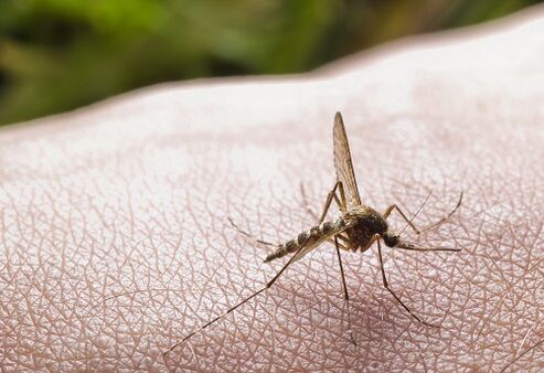 picadura de mosquito como causa de infestación de parasitos