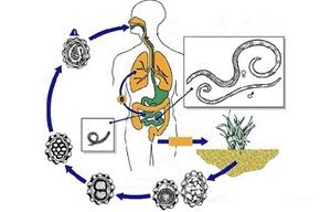 o ciclo de desenvolvemento de parasitos no corpo