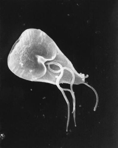 lamblia - un xénero de parasitos protozoos flaxelados